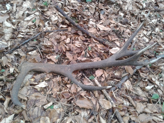 Konečne prvy čerstvy