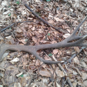 Konečne prvy čerstvy