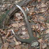 Starček