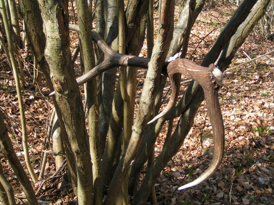 Takto som ešte nenašiel