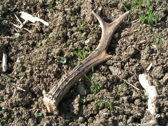 Synovi sa poštastilo