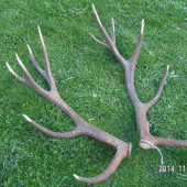 14 torak