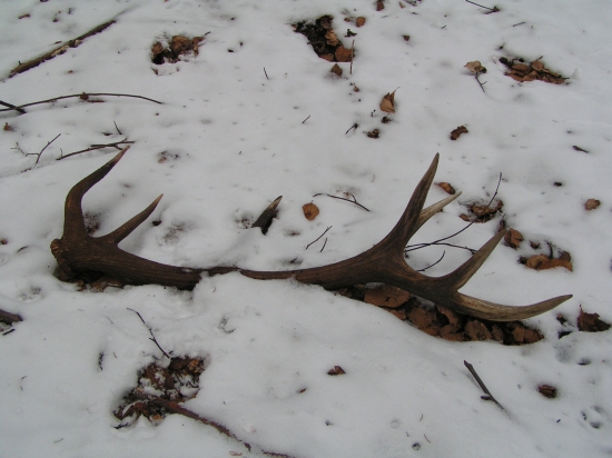 A takto ma tam cakal