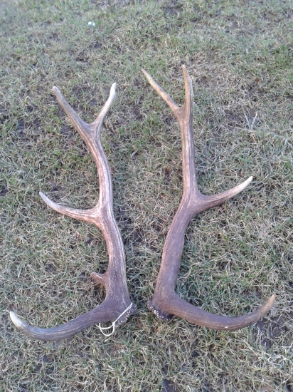 Vlanajsja ale potesi