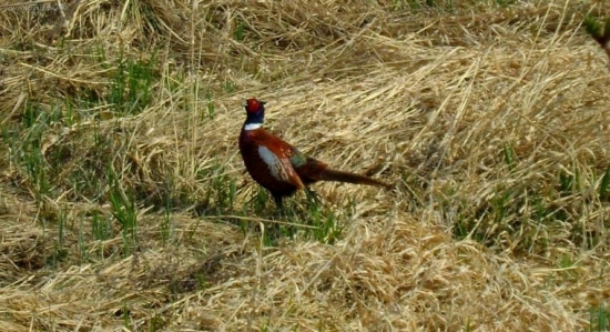 Bažant