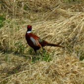 Bažant