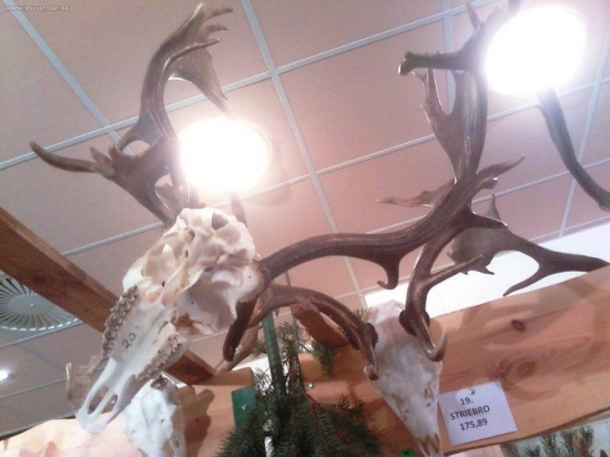 výstava Myjava, úhyn, boli zamotaní