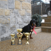 Seli spod Kunovej - MVP Nitra 2013  V1,CAC,CACIB,BOB,3.miestoBOG,4.miesto Cena náro