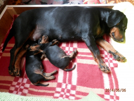 Zajtra budeme mať  mesiac.