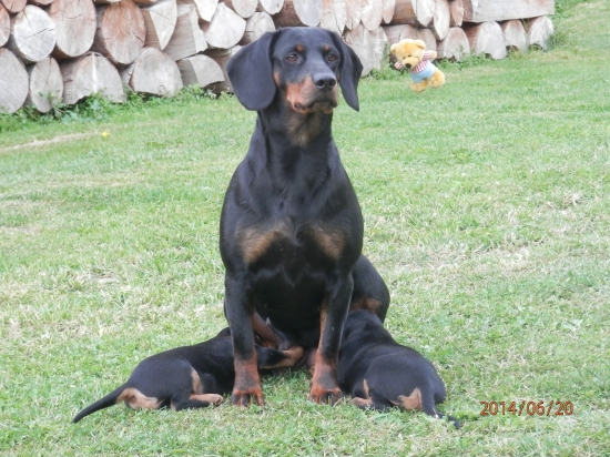 CHS HYBSKÁ TIESŇAVA 45 dní života