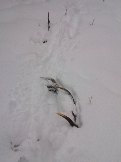 zhody z jelena k id-214649 a id-196426