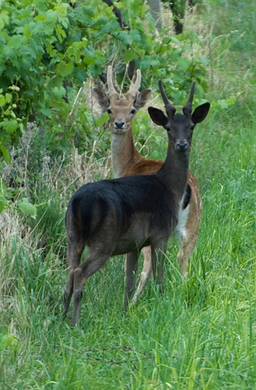 Myslel som si že fotím čierno bielo.