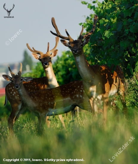 Veková postupka