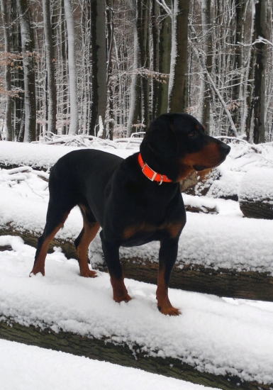 Moje oči , moje uši ,moj lepší nos