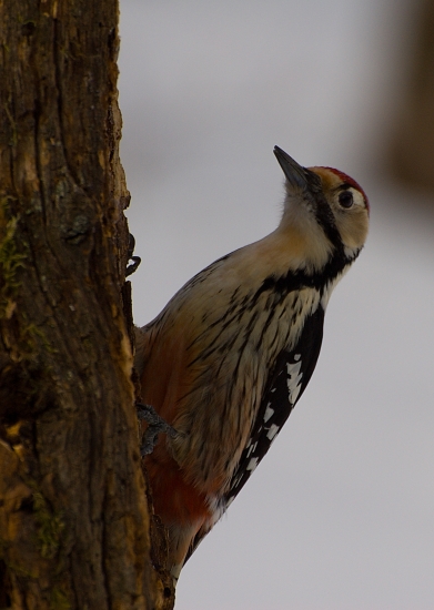 stredný  - datel bielochrbtý