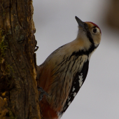 stredný  - datel bielochrbtý