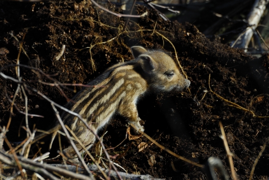 Budem rád ak ho stretnem ako dospeláka a odfotím ho tiež
