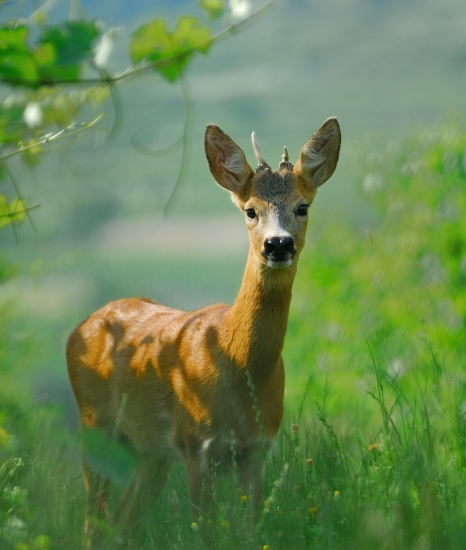 teším sa na sezonu ako ich budem cvak cvak
