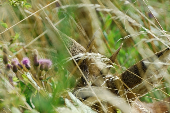 Ked si srnček myslí, že je neviditelný