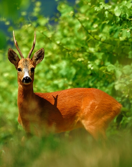 Ked srnec maluje tienom