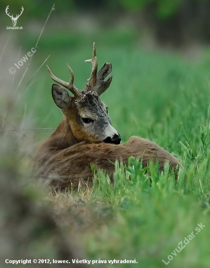 relax