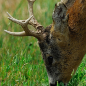 Keď pušku  nahradiľ  fotoaparát  .