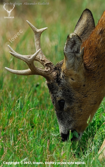 Keď pušku  nahradiľ  fotoaparát  .