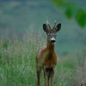 Made in japan , na večer