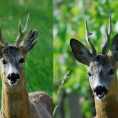 Skoro susedia, delí ich snád 1,5 km
