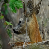 Tažký kaliber na fotenie..