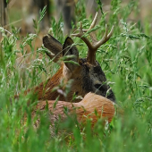 ešte jedna s mojich plaziviek k zvery