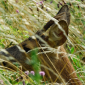 Skovaní neskovaní idem...