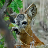 kukala kukala až ma uvidel:))