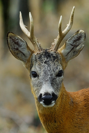 inšpirácia na tento rok.....