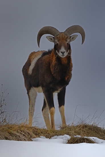 Bekota