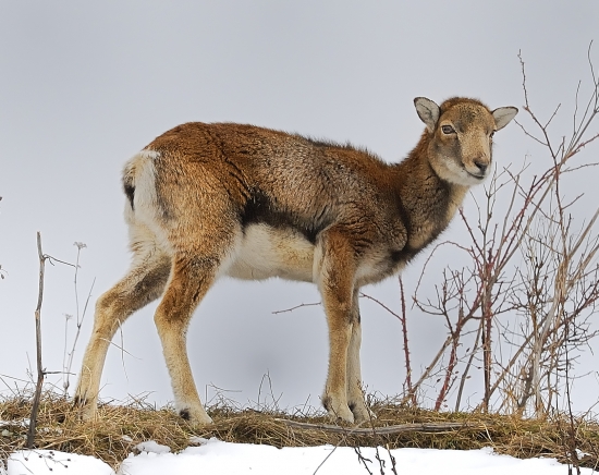 Muflonca
