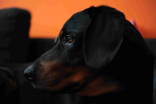 ked kopov načúva príbehy starých jagrov