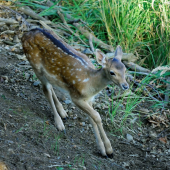 stretnutie na dančom chodníku
