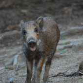 úsmev ako dar .... pre Vás