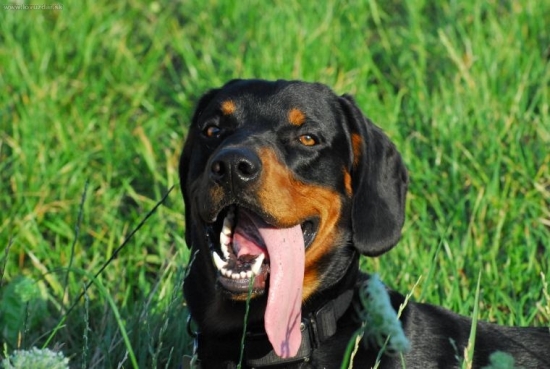 kto ma dlhší jazyk ako ja