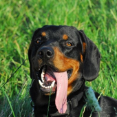 kto ma dlhší jazyk ako ja