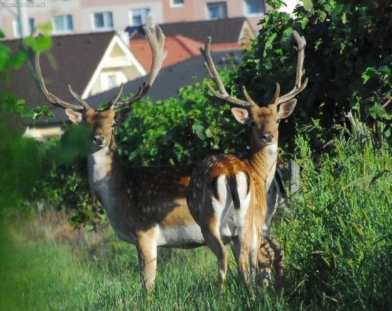 chodia velmi blízko obydlia