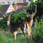 chodia velmi blízko obydlia
