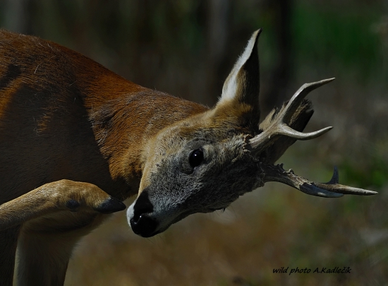 Stretnutie skoro ráno.....