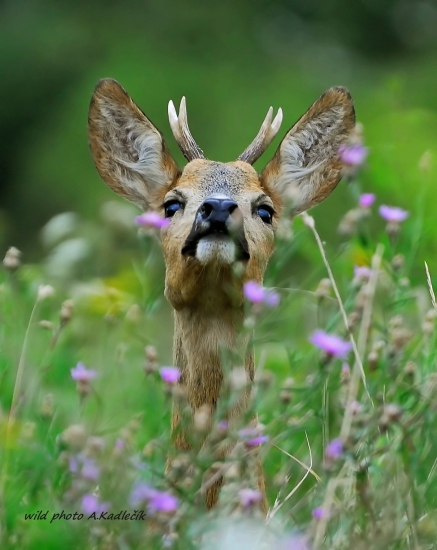 tady Vorel.....vlaštofko hlaštese.....