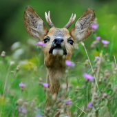 tady Vorel.....vlaštofko hlaštese.....