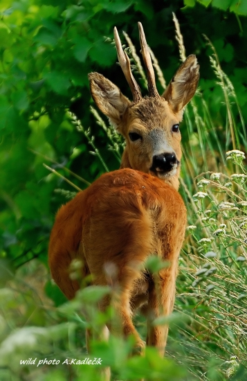 prajem krasny deň..