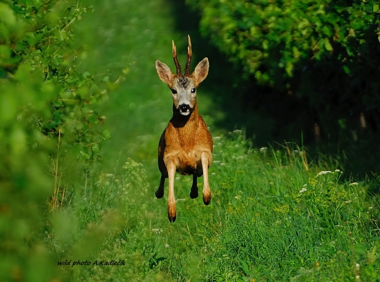 V prírode sa nič neopakuje 2 x  krásny zážitok.