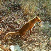 Dokumentačka Líška  a had
