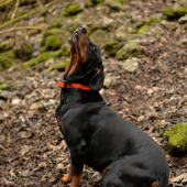 óó čo tu cítim....